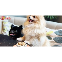 Liệu được tặng chó thì có tốt không? Giải mã quan niệm dân gian