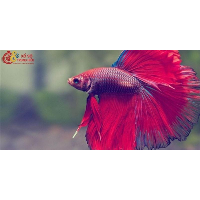 Mơ thấy cá: Giải mã ý nghĩa và điềm báo của giấc mơ này