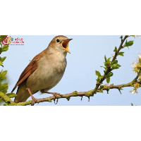 Mơ thấy chim báo hiệu điều gì sắp xảy ra trong tương lai?